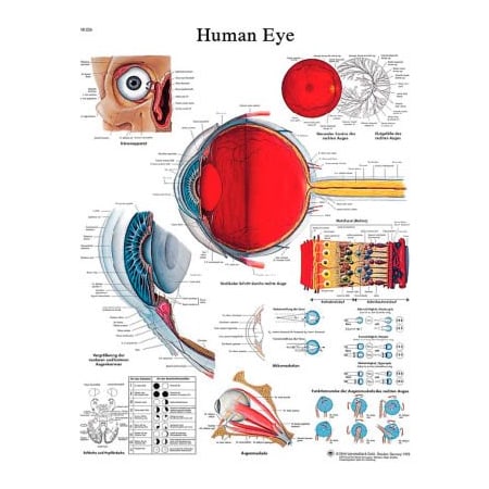 Fabrication Enterprises 3B Anatomical Chart - Eye, Laminated 12-4607L